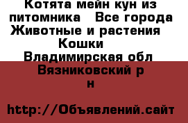 Котята мейн-кун из питомника - Все города Животные и растения » Кошки   . Владимирская обл.,Вязниковский р-н